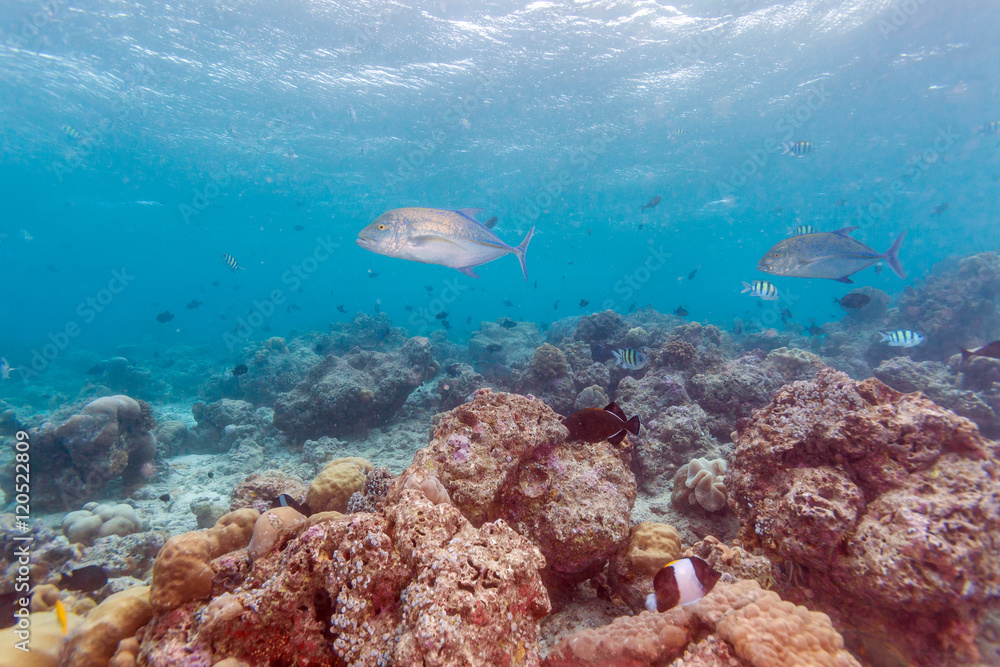 Fototapeta premium Trevally Fish near ocean bottom