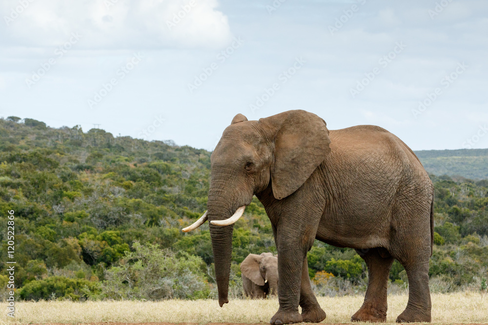 Fototapeta premium I am way to BIG The African Bush Elephant