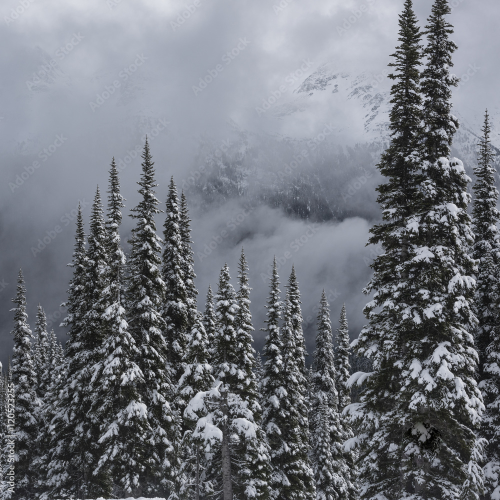 View of snow covered trees in winter, Whistler Mountain, British