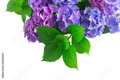 blue and violet hortensia fresh flowers with fresh green leaves border isolated on white background