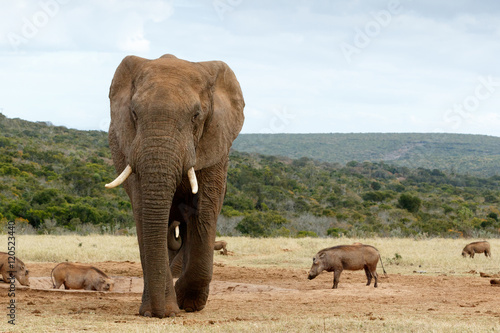 African Bush Elephant Coming closer and closer