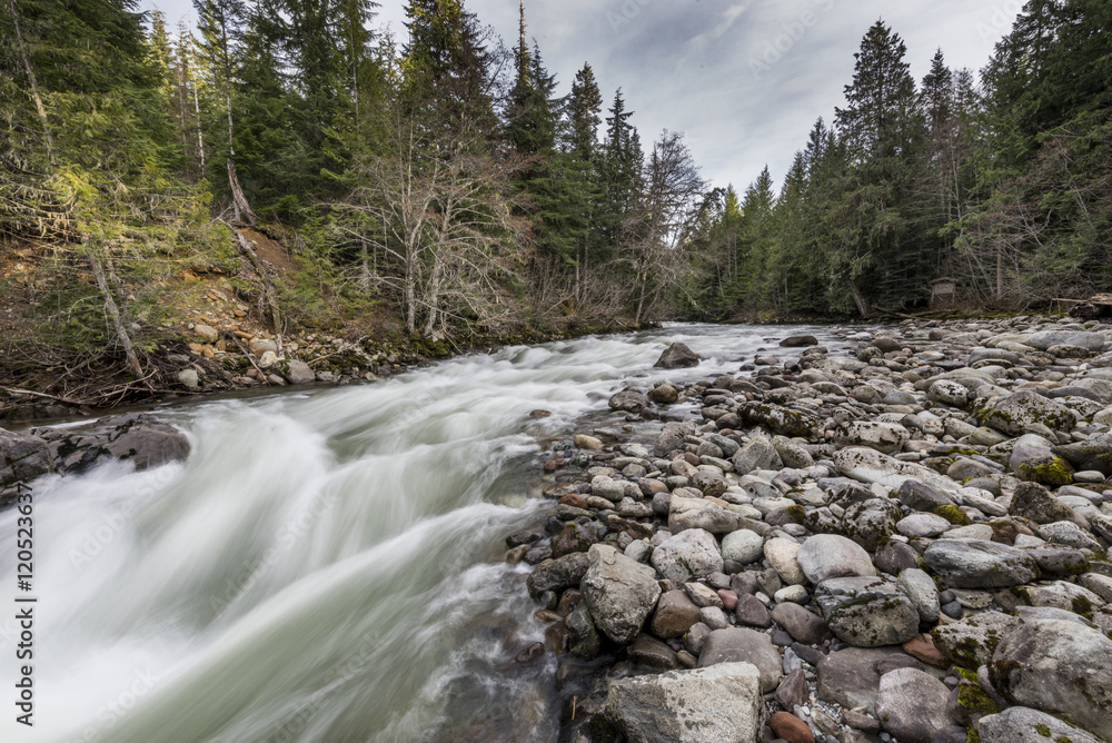 River flowing in a forest, Whistler, British Columbia, Canada River flowing in a forest, Whistler, British Columbia, Canada
