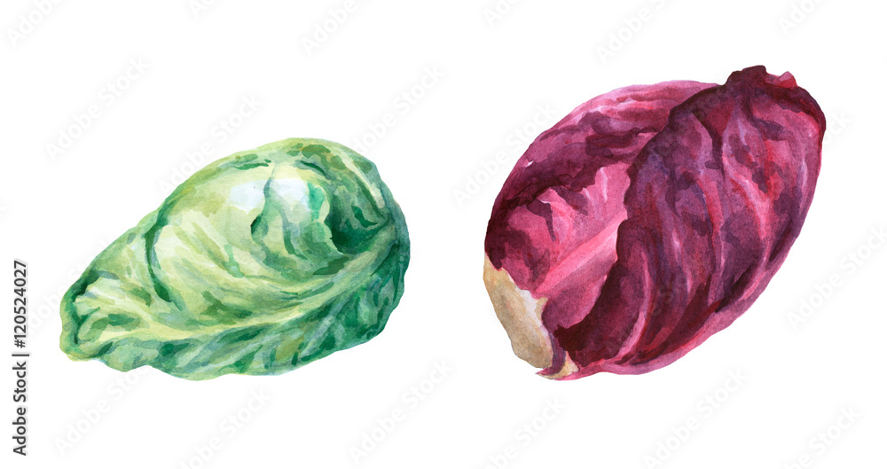 Red and green cabbage head. Hand drawn watercolor painting on white background. Red and green cabbage head. Hand drawn watercolor painting on white background.