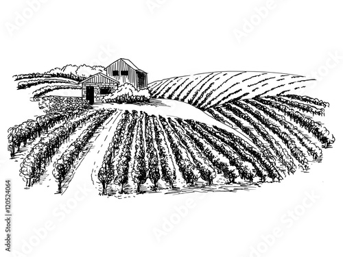 Hand drawn vector rural landscape with a lodge and vineyards.  illustration