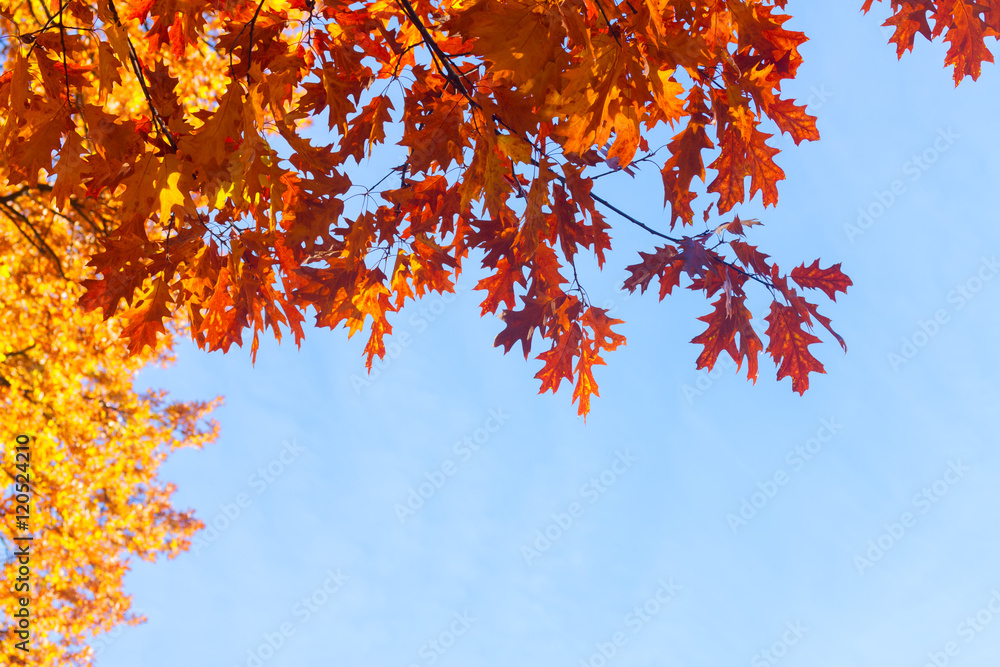 Vibrant fall orange oak tree foliage on blue sky Vibrant fall orange oak tree foliage on blue sky
