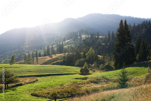 Mountain peaks  coniferous forest and green meadow