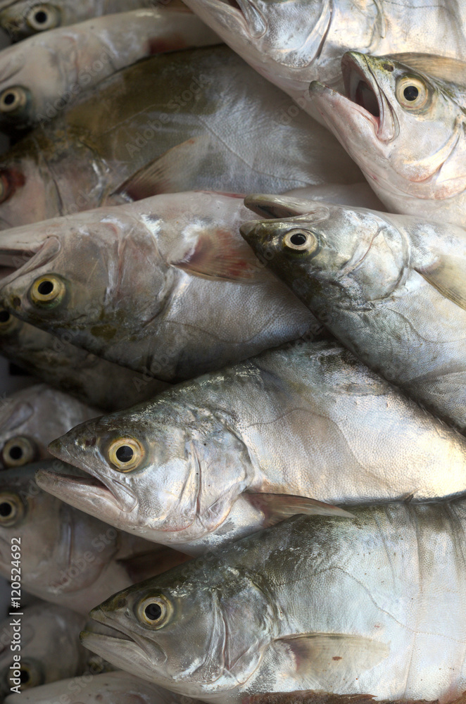 Mediterranean pompanoes fishes catched with a fishnet Mediterranean pompanoes fishes catched with a fishnet