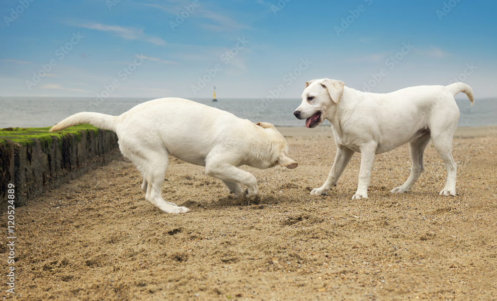 Zwei junge kleine Labrador Retriever Hund Welpen spielen am Strand miteinander und bellen sich an
