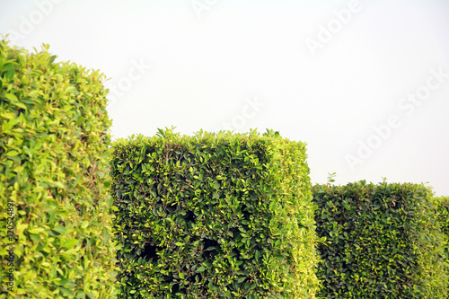 Square shaped bushes in a park on a sunny summer day
