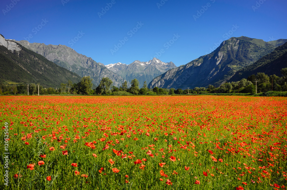 Poppy field with mountain backdrop