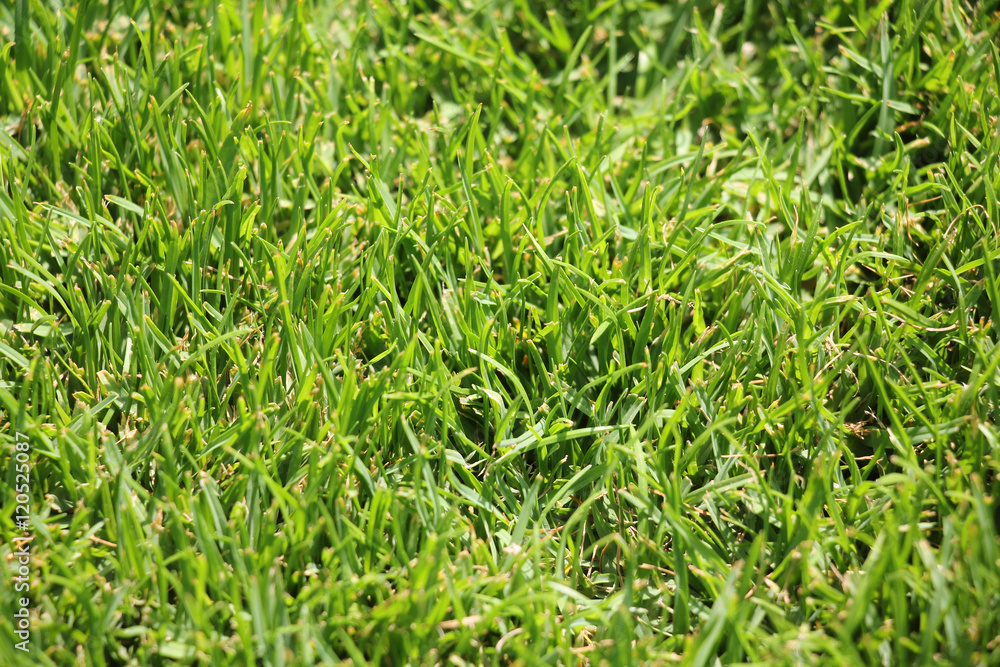 Closeup of clean fresh mown green grass Closeup of clean fresh mown green grass