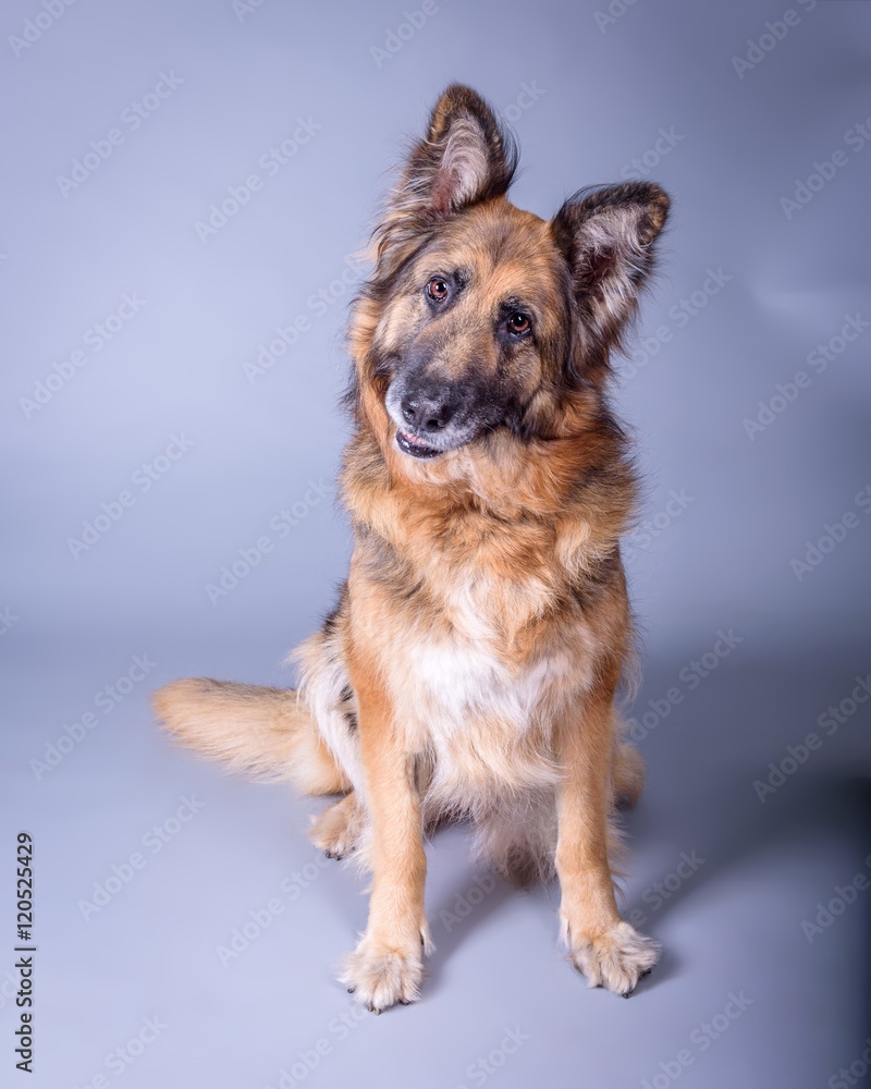 Dog on background. taken in a studio.