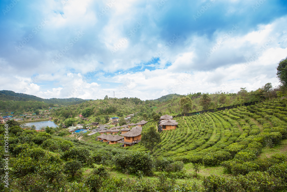 Ban Rak Thai, the tea farm and resort. Mae Hong Son, Thailand