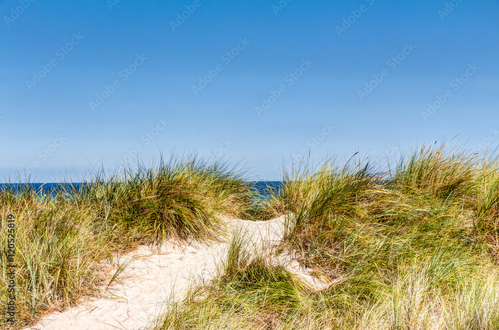 Beach and dunes with beachgrass in summer