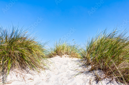 Fototapeta Naklejka Na Ścianę i Meble -  Beach and dunes with beachgrass in summer