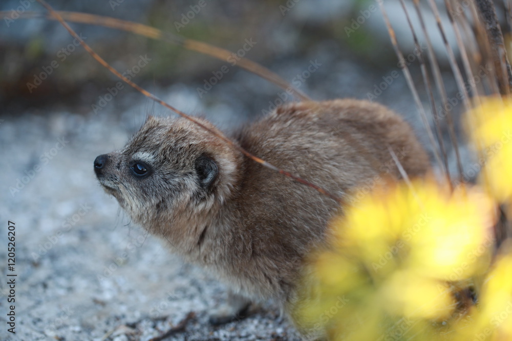 Naklejka premium african wildlife - hyrax with beautiful eyes hiding behind plants