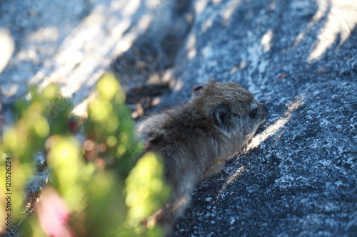 african wildlife - hyrax with beautiful eyes hiding behind plants