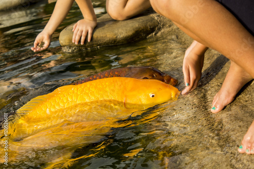 Koi carps eat from the hand photo