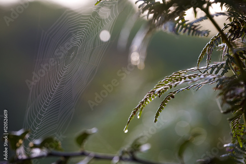 Spyder web on the leaves photo