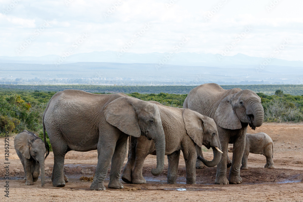 Obraz premium Watering Hole Madness by The African Bush Elephant Familie