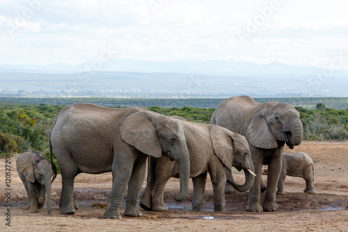 Watering Hole Madness by The African Bush Elephant Familie