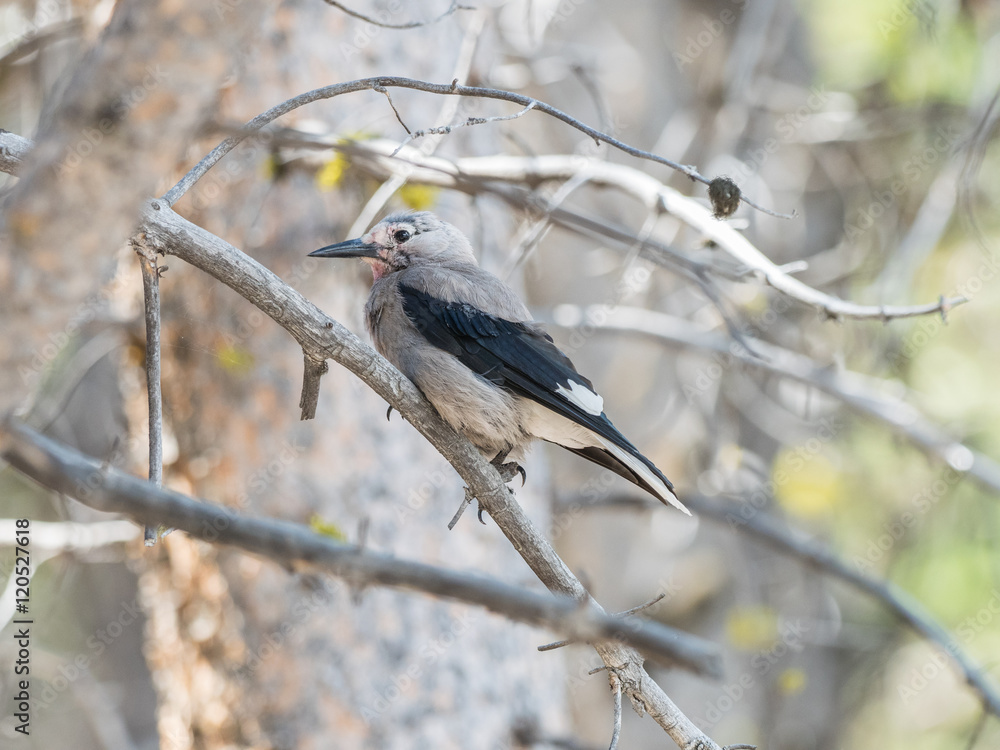 Obraz premium Nutcracker on the tree