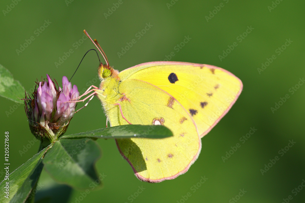 Yellow, green and pink butterfly macro portrait on a purple flower Yellow, green and pink butterfly macro portrait on a purple flower