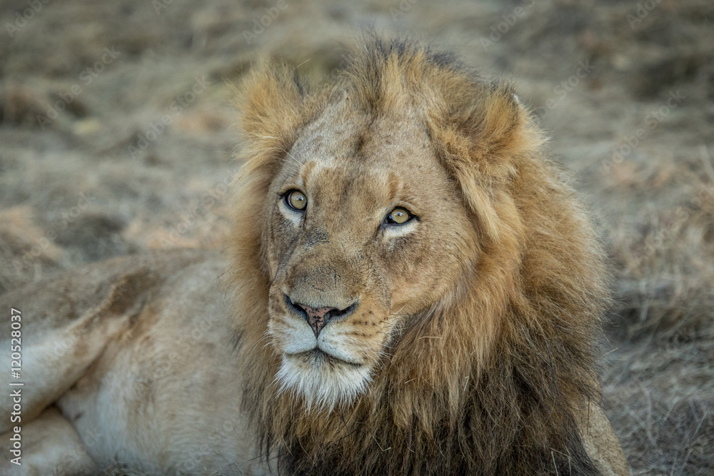 Huge male Lion starring.