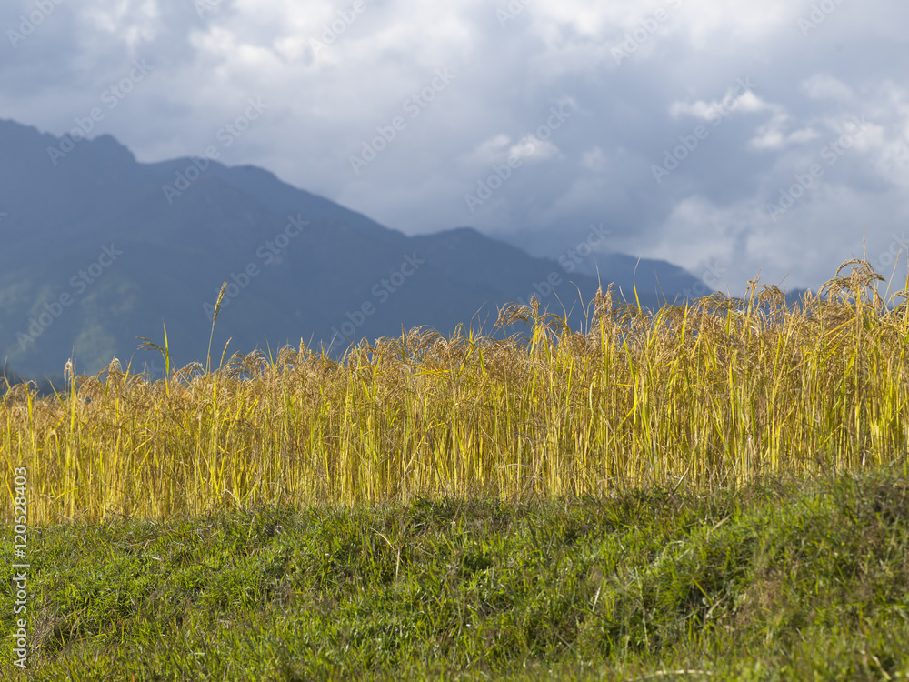 Fototapeta premium Mountains overlooking a rice field in Bhutan.