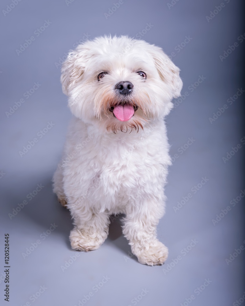 Dog on background. taken in a studio.