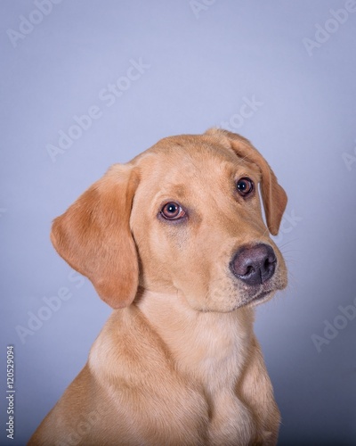 Dog on background. taken in a studio. © mgstock