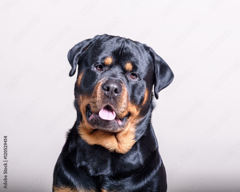 Dog on background. taken in a studio.