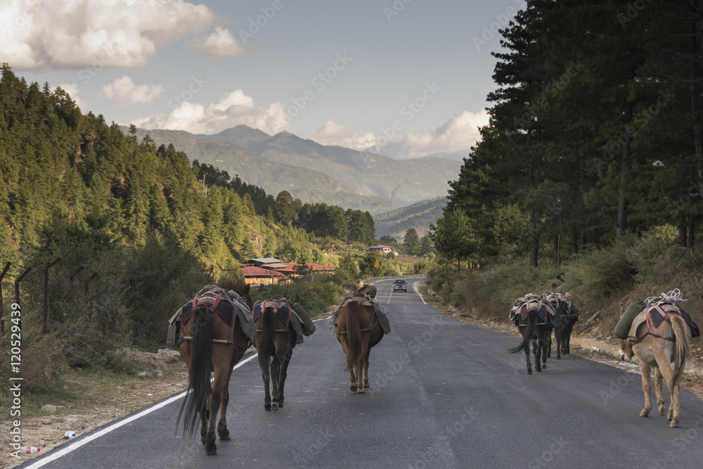 Mules on a highway in the Paro Valley, Bhutan