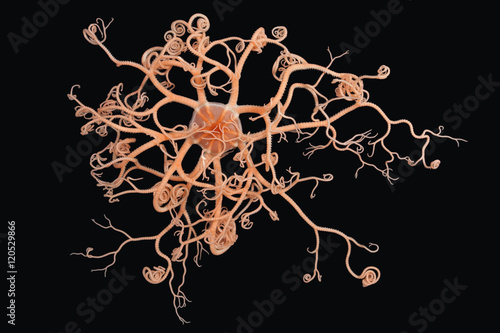 Gorgonocephalus on black, Starfish with branched tentacles