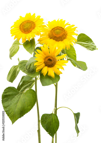 Fototapeta Naklejka Na Ścianę i Meble -  Flower of sunflower isolated