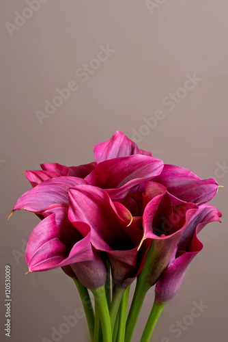 Fototapeta Naklejka Na Ścianę i Meble -  red calla lilies bouquet with space for text