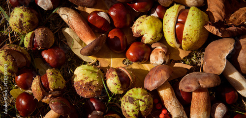 conkers mushrooms rowen foraging  -  autumn harvest