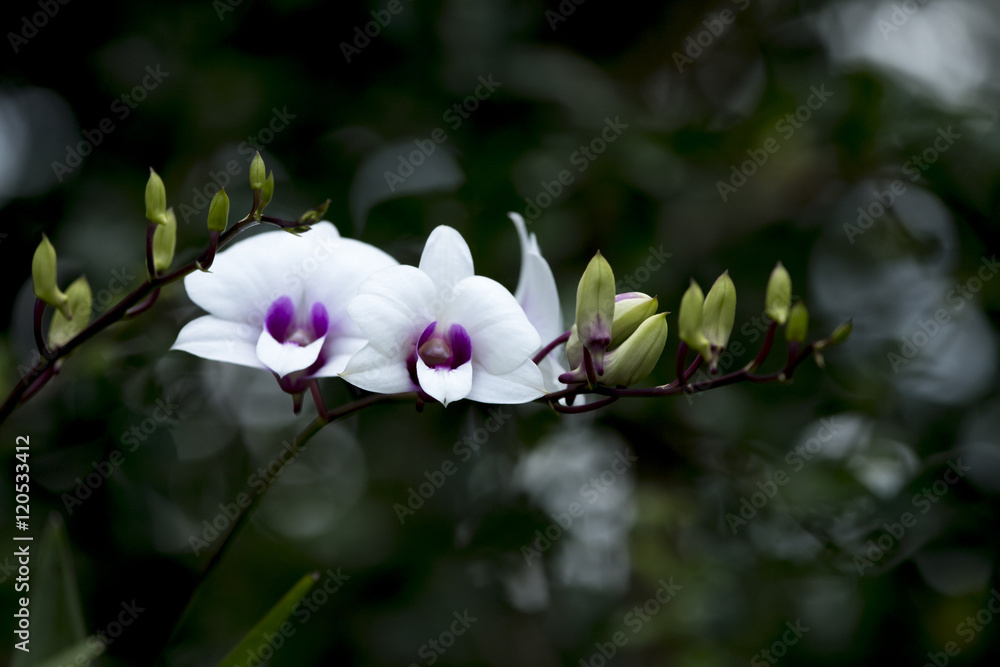 Obraz premium Orchid flower branch