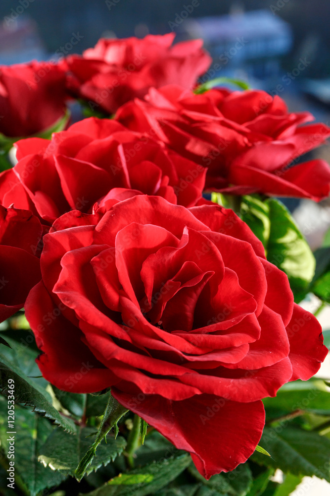 Naklejka premium close up of beautiful red roses