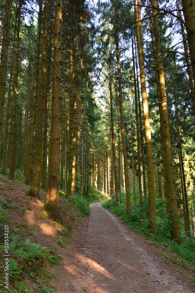 Wanderweg im Schwarzwald St. Roman Wanderweg im Schwarzwald St. Roman