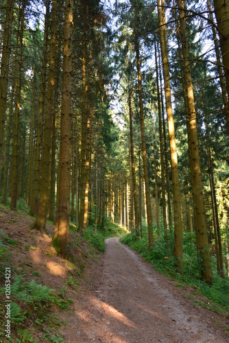 Wanderweg im Schwarzwald St. Roman