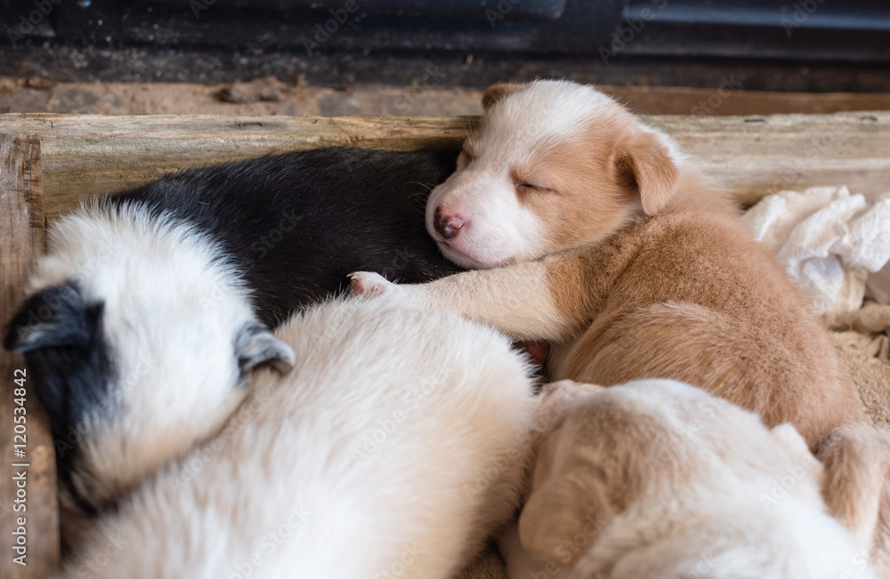 Obraz premium Brown and white puppy sleeping with siblings in wooden box (selective focus)
