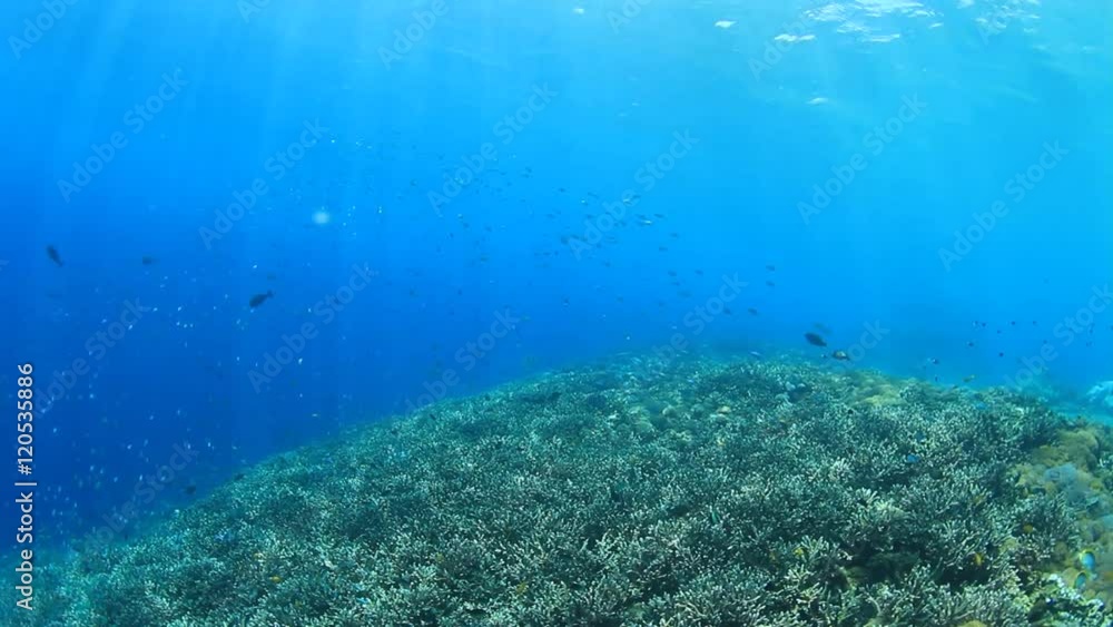 Coral reef underwater and fish Coral reef underwater and fish