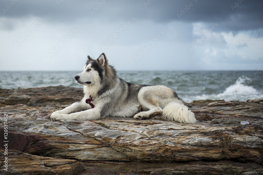 An Alaskan Malamute lying on the beach rocks An Alaskan Malamute lying on the beach rocks