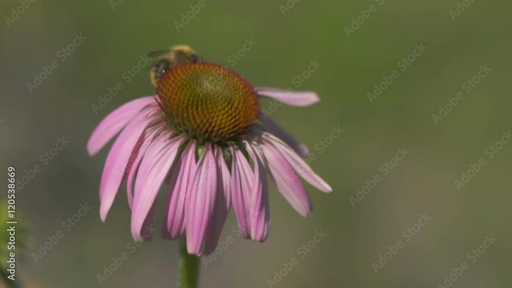 Bumblebee on a Echinacea flower Bumblebee on a Echinacea flower