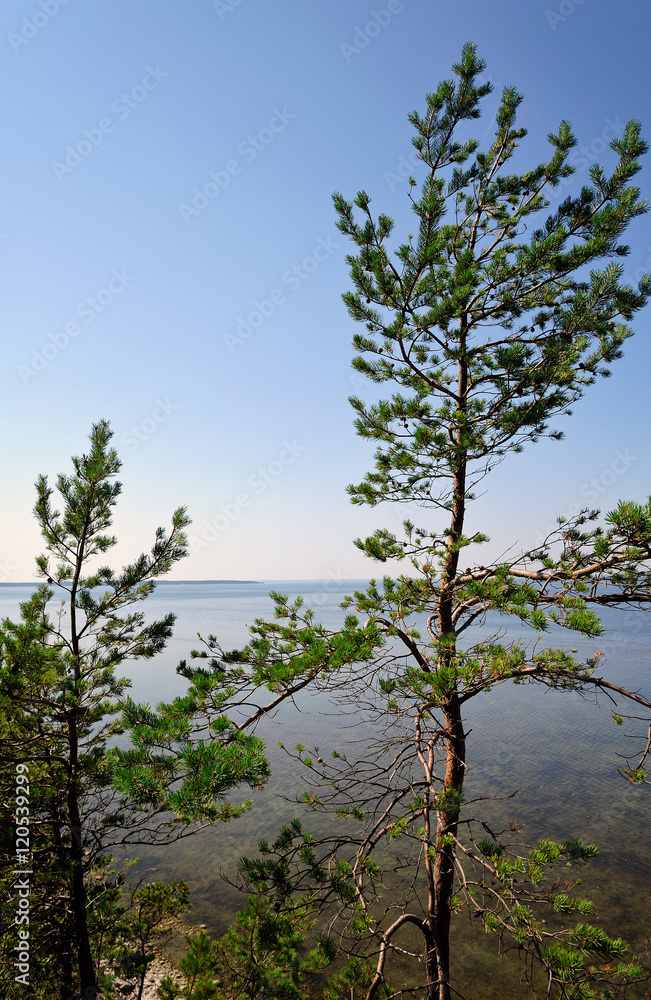 Kiefern an der Steilküste Panga Pank / Saaremaa
