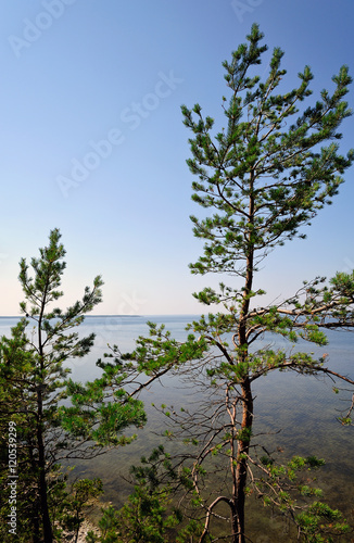 Kiefern an der Steilküste Panga Pank / Saaremaa 