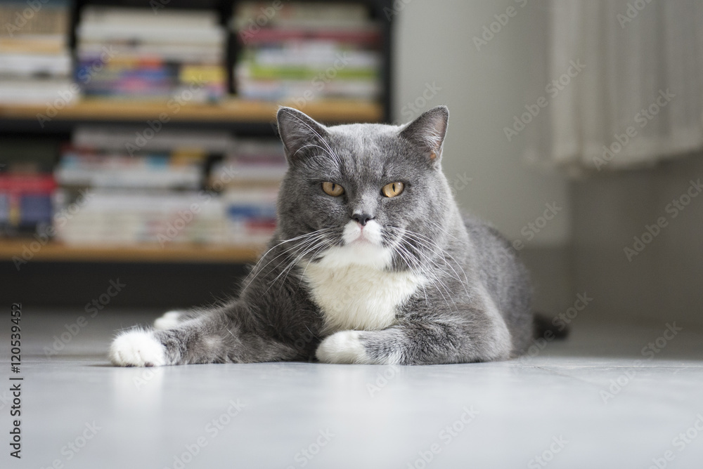 The gray haired cat lying on the floor