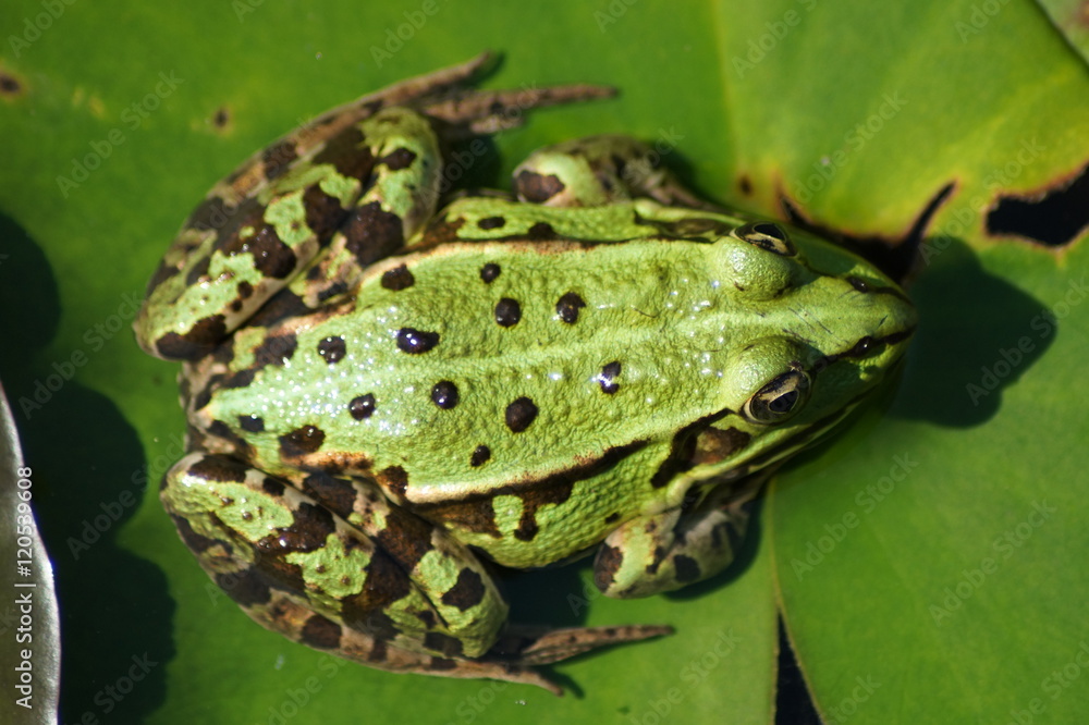 Obraz premium grüner Frosch