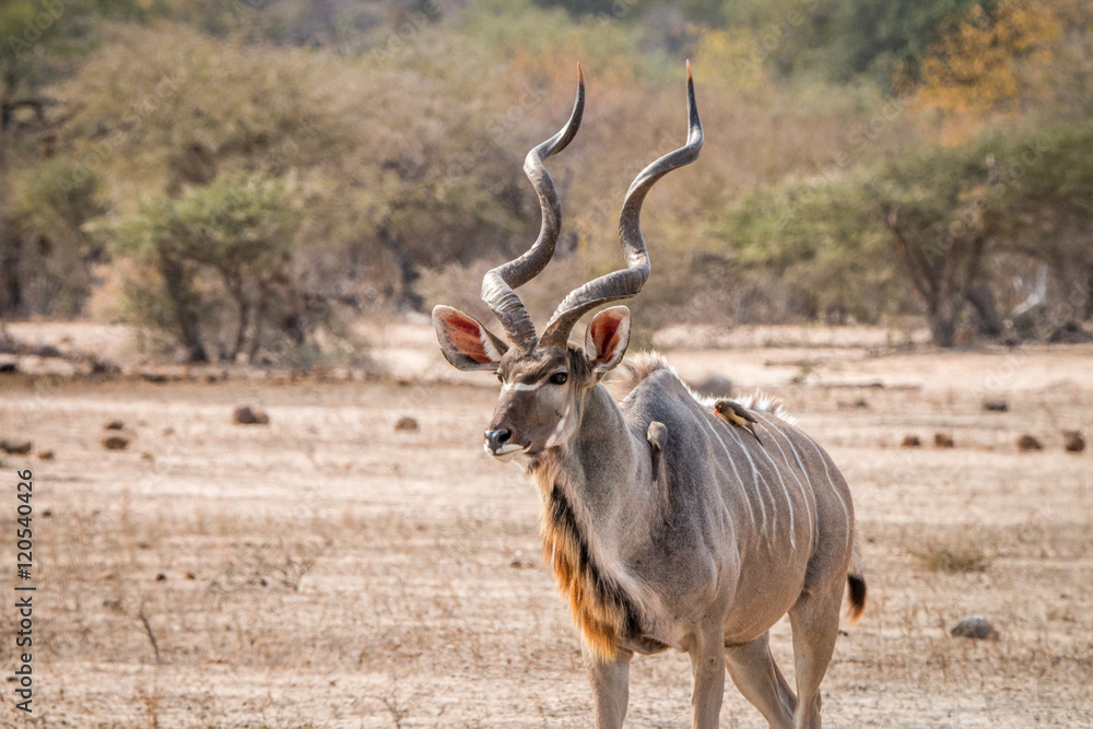 Fototapeta premium Big Kudu male walking in the Bush with Oxpeckers.